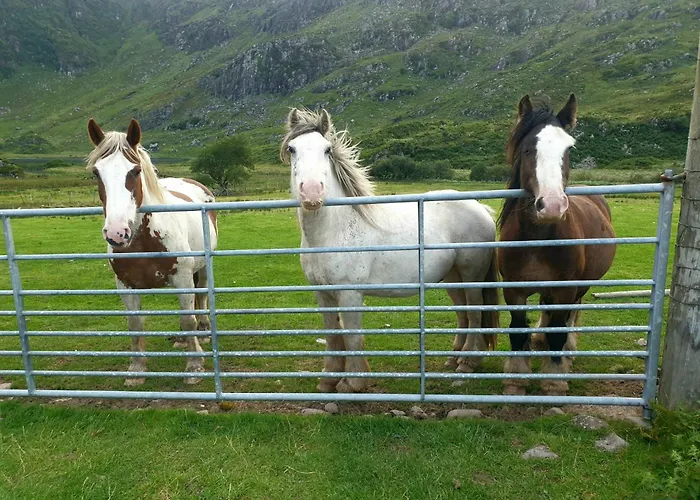 Purple Mountain 킬라니